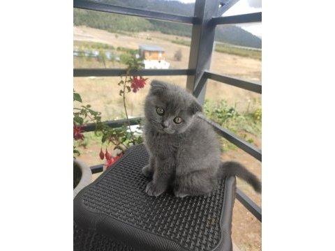 Mersin scottish fold