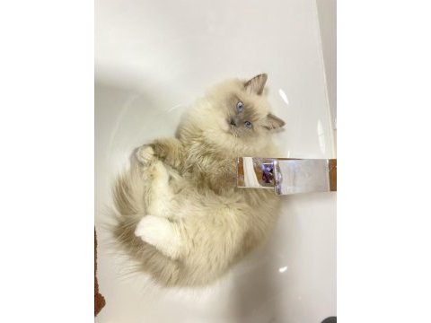 Erkek ragdoll kedime eş arıyorum