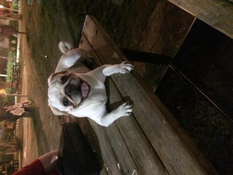 Egzotik white pink pug mops