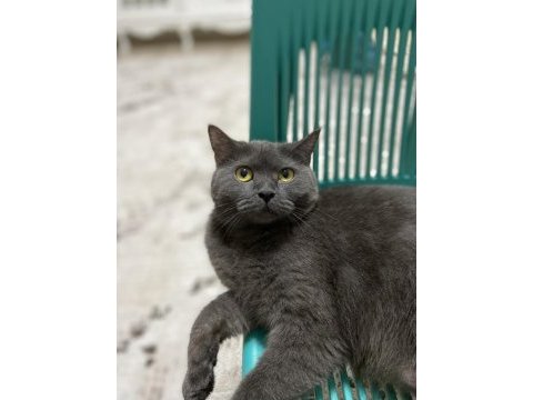 British shorthair kedimiz gümüş