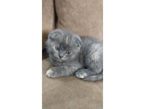 Dişi 3 aylık scottish fold