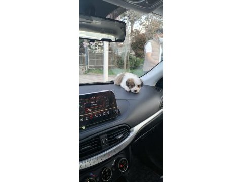 Toprağa yuva arıyoruz terrier köpeğime