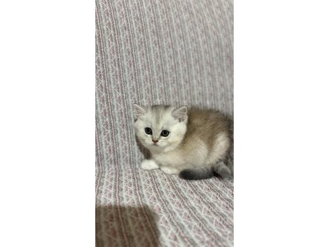 En tatlı bebek kediler burada