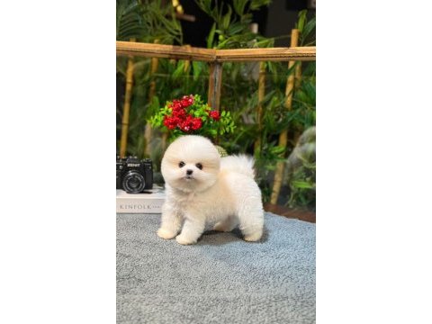 Pomeranian köpeğimiz sezar