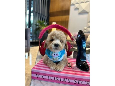 Maltipoo oğlumuz yoyo