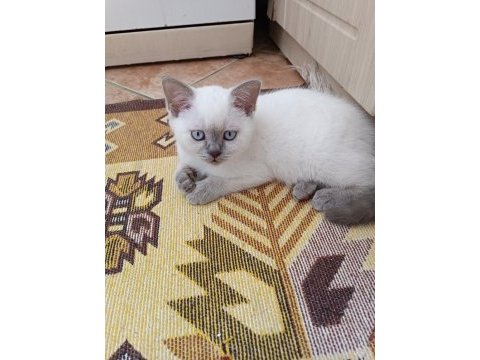2 aylık british blue point yavru erkek kedim