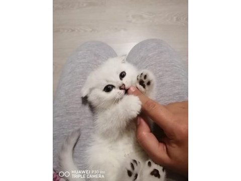 Ankara nın en güzel scottish fold yavruları