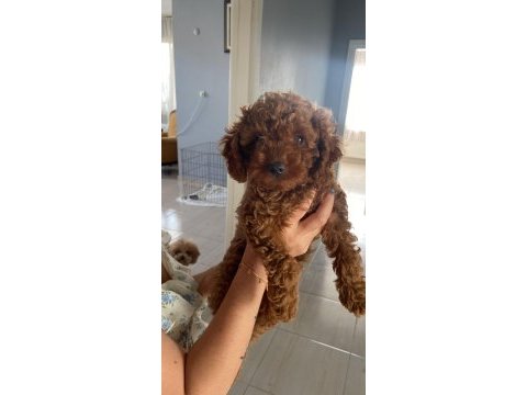 Toy poodle köpeği