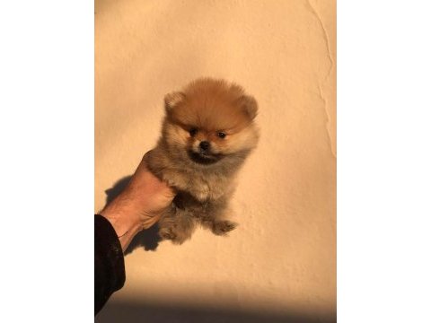 Ayı surat beyaz ve orange pomeranian köpekler