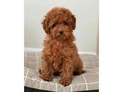 Toy poodle yavrular
