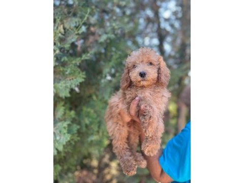 Orijinal maltipoo yavrular randevu alarak bakabilirsiniz