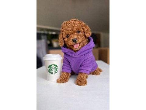 Tatlı tadında poodle yavrular