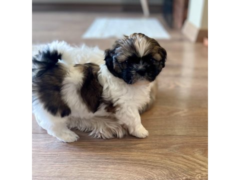 Anne altından saf kan shih tzu yavrular