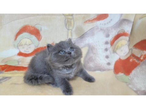 Oyuncu yavru british shorthair