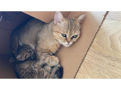 British shorthair kedilerim sahiplendirilecektir