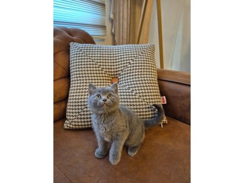 Oyuncu ayı surat british shorthair