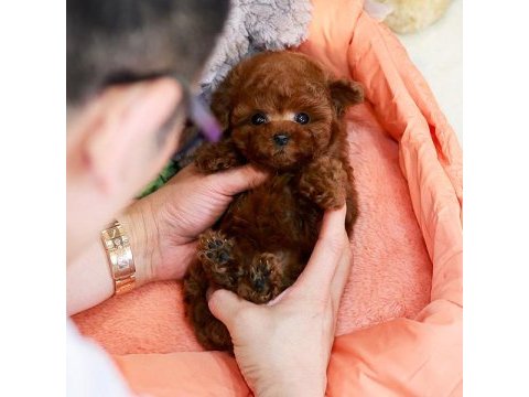 Kapıda ödemeli toy poodle bebeklerim