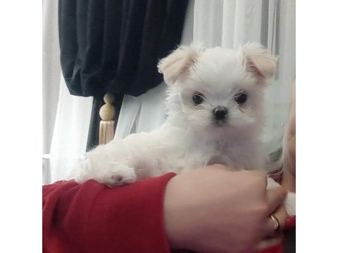 Teacup kore maltese secere belgeli