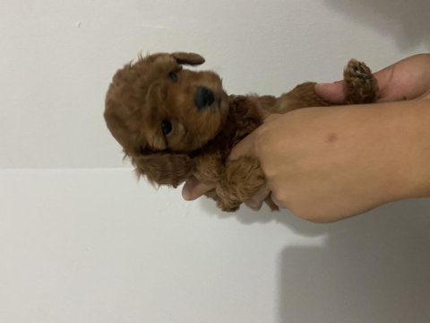 Has birinci kalite toy poodle