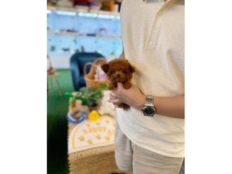 Şecereli toy poodle veteriner kontrollü yavrular