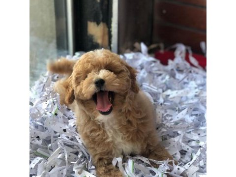 Bal küpü maltipoo mübarek (uygun)