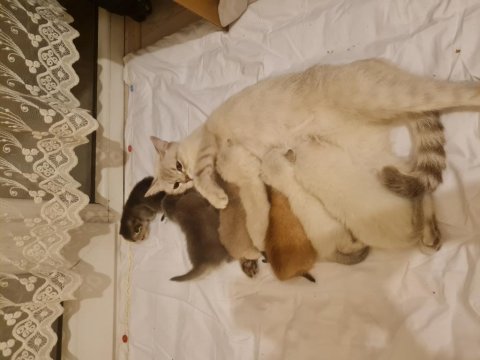 7 kardeş kedimizi sahiplendirme 1 erkek 6 dişi