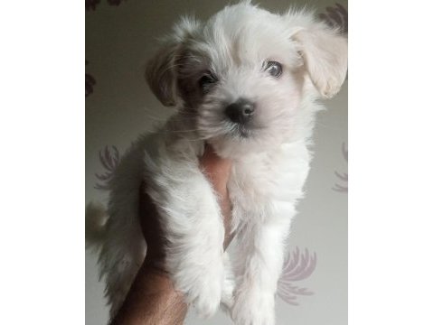 Orjinal white terrier bebeklerimiz teslime hazır