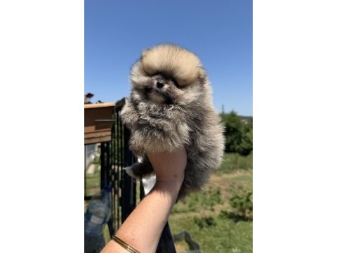 Orange dişi pomeranian boo
