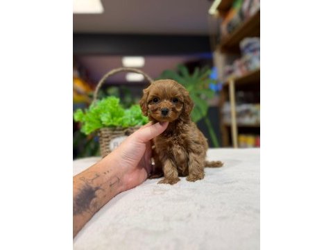 Orijinal maltipoo yavrular kütahya