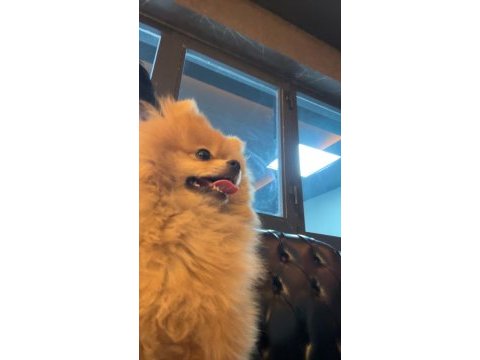4 aylık pomeranian boo en küçük boy özel ithal
