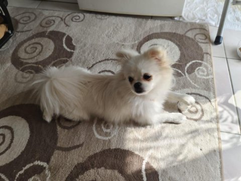 Pomeranian kızımıza yuva arıyoruz