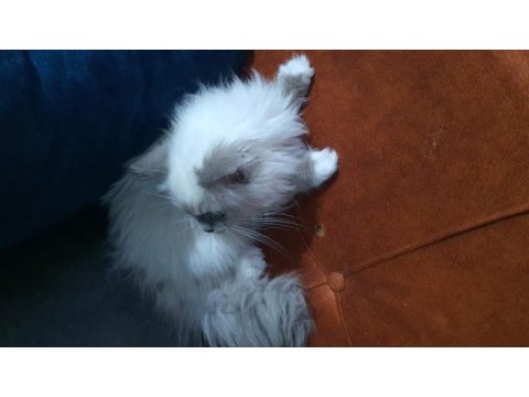 Ragdoll kedime yeni yuva arıyorum