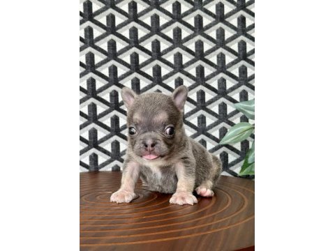 Fluffy french bulldog dişiler