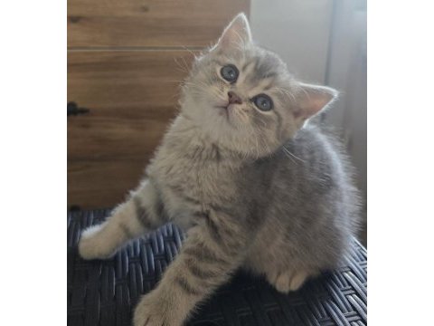 Yavrular british longhair silver point ve gold