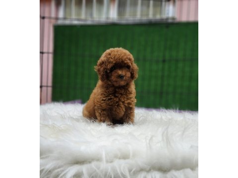 Toy poodle ailemize katılmak istemez misiniz
