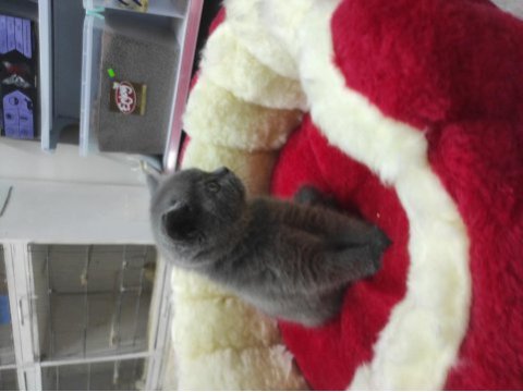 Kaliteli scottish fold yavrular