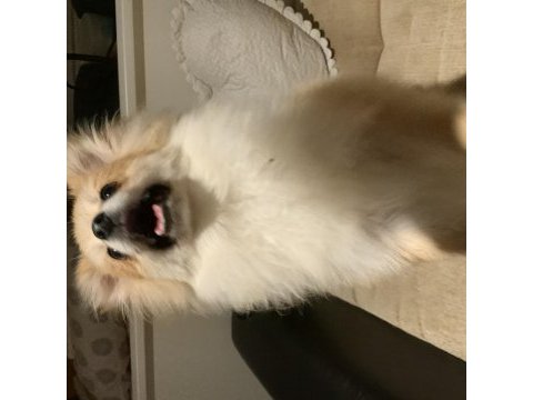 Ev ortamına alışkın pomeranian boo yavrusu