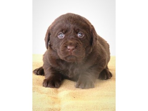 Kıf şecereli çikolata labrador yavrular