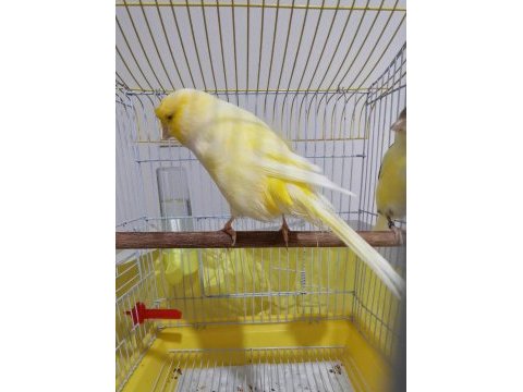 Orjinal safkan lankşayır kanarya 23 cm
