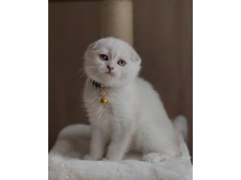 Eğitimi tamamlanmış, hemen teslim scottish fold bebek