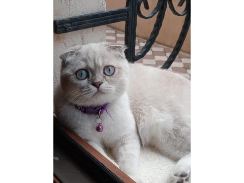 Kızımıza yuva arıyoruz scottish fold