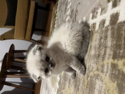 Kısa bacaklı scottish fold bebeğimiz
