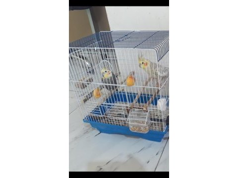Takım sultan papağanı esler