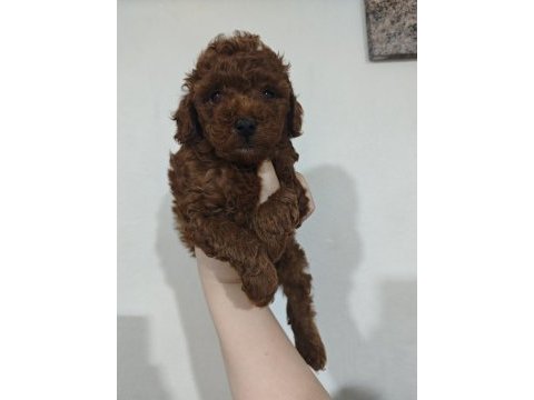 Kendi kızımın poodle yavruları