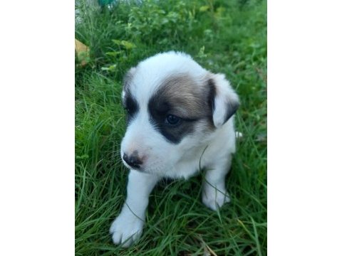 Border collie melezi sahiplendirme