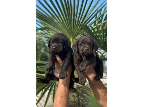 Labrador redriever sevimli yavrular ruhsatlı çiftlik 