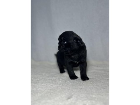 Pug (mops) a kalite ırk garantili yavrular