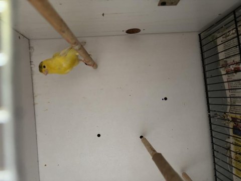 Sağlıklı harz roller ırkı erkek kanaryalar
