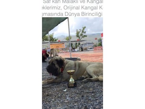 Orjinal has sivas kangal