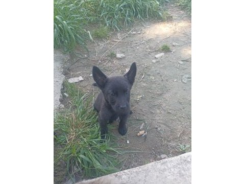 2 aylık yavru köpekler